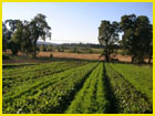 sustainable food