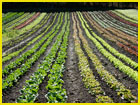sustainable food