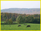 sustainable food