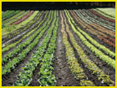 sustainable food
